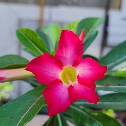 DESERT ROSE 