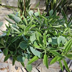 Big Pot Plant(mother Of Thousands...)