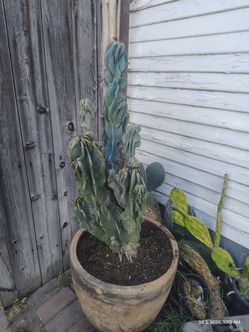 Mom stresses apple cactus plant