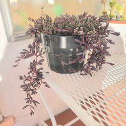 String of Rubbies plants