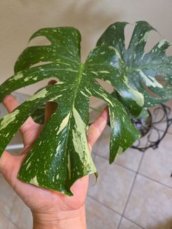 🌌Monstera Thai Constellation 🌱🌌