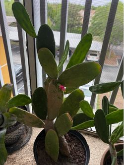Cactus with flower