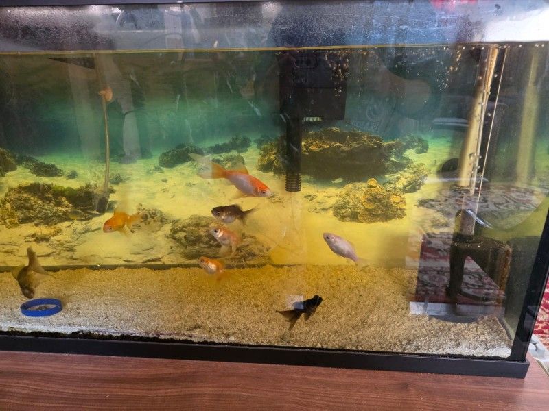 Fish Tank With Fish And All You Need To Start Having Fish