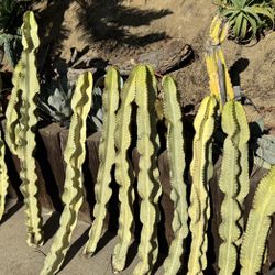 +36” - +72”  Tall EUPHORBIA AMMAK VARIENGATA. 