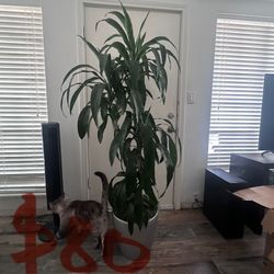 Real Plants Plus Container 