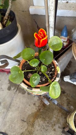Pilea Peperomioides Plant