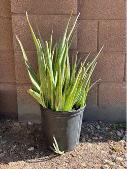 Aloe Vera plant