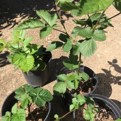 Organic Blackberry Plants