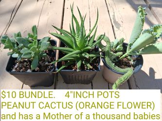 Plant lot (3)