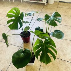 Monsteras  15 each 