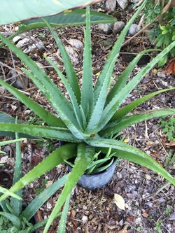Organic Aloe Vera Many Sizes Sabila