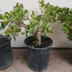 5 Gallon Jade Plant