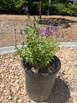 Purple Flower Salvia Plant - 5 gallon pot