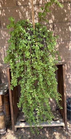Elephant Bush Suculent