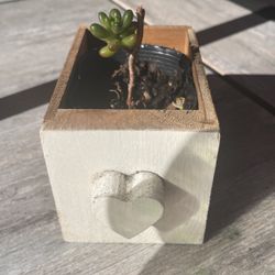 Succulents In Planters 