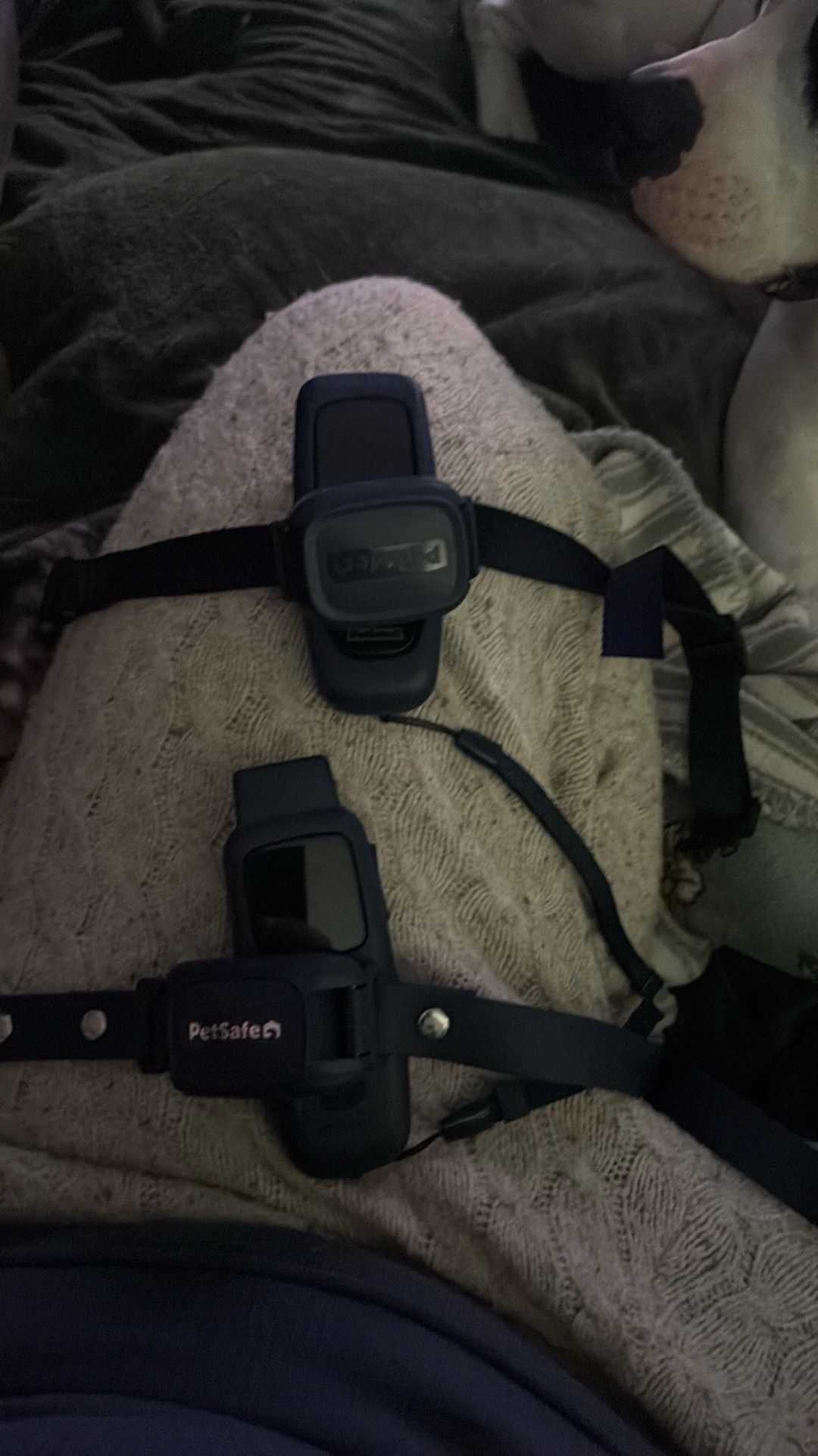 DogSafe Pet Collar (2)