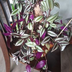 House Plant 