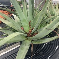 Aloe Vera  Plant 5 Gallons Container.