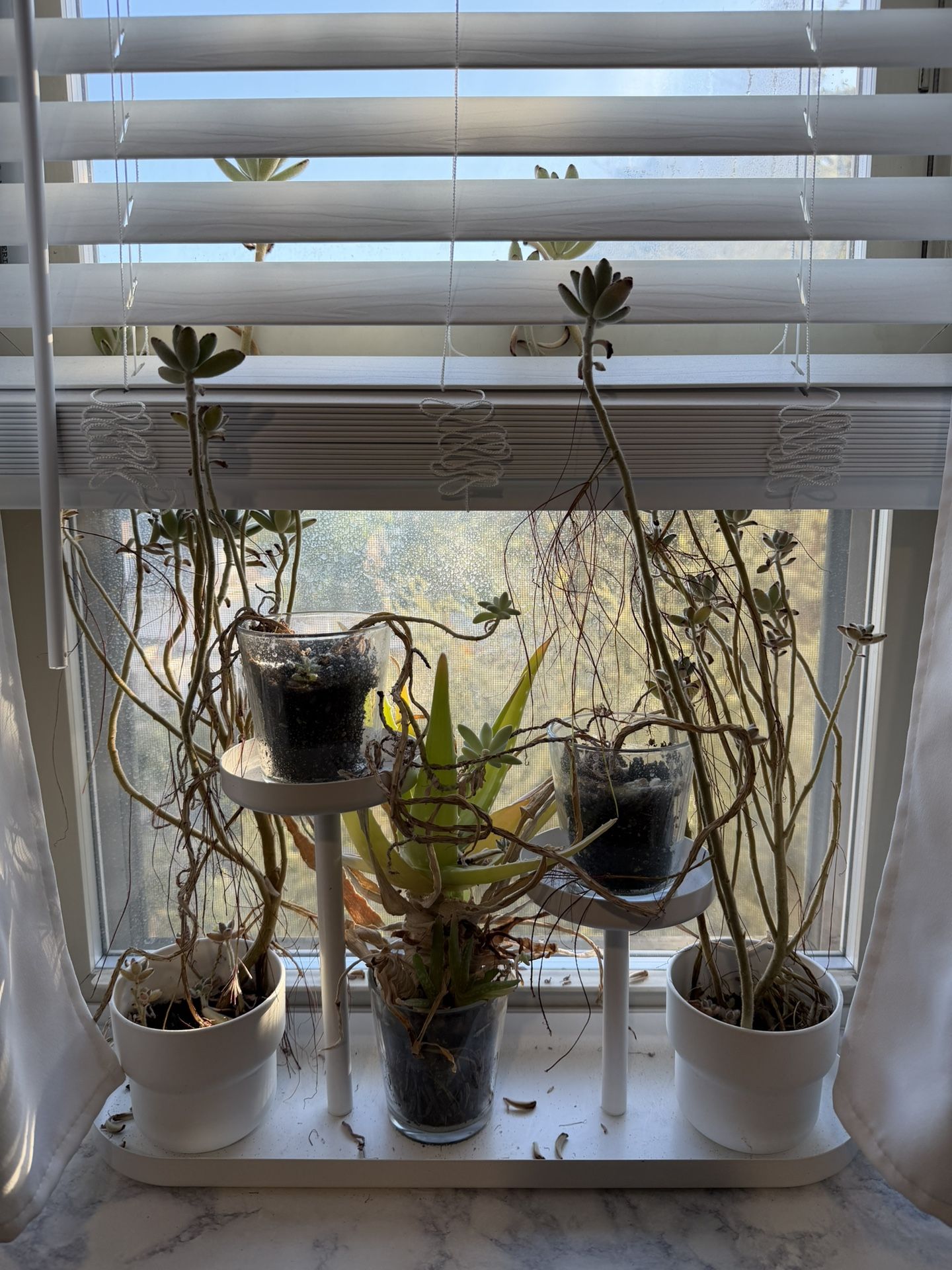 Plants SALE OBO