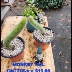 SUCCULENT AND PLANT SALE THIS SATURDAY FROM 1PM TO 4:30 PM IN SAN LORENZO  FROM $4 TO $30