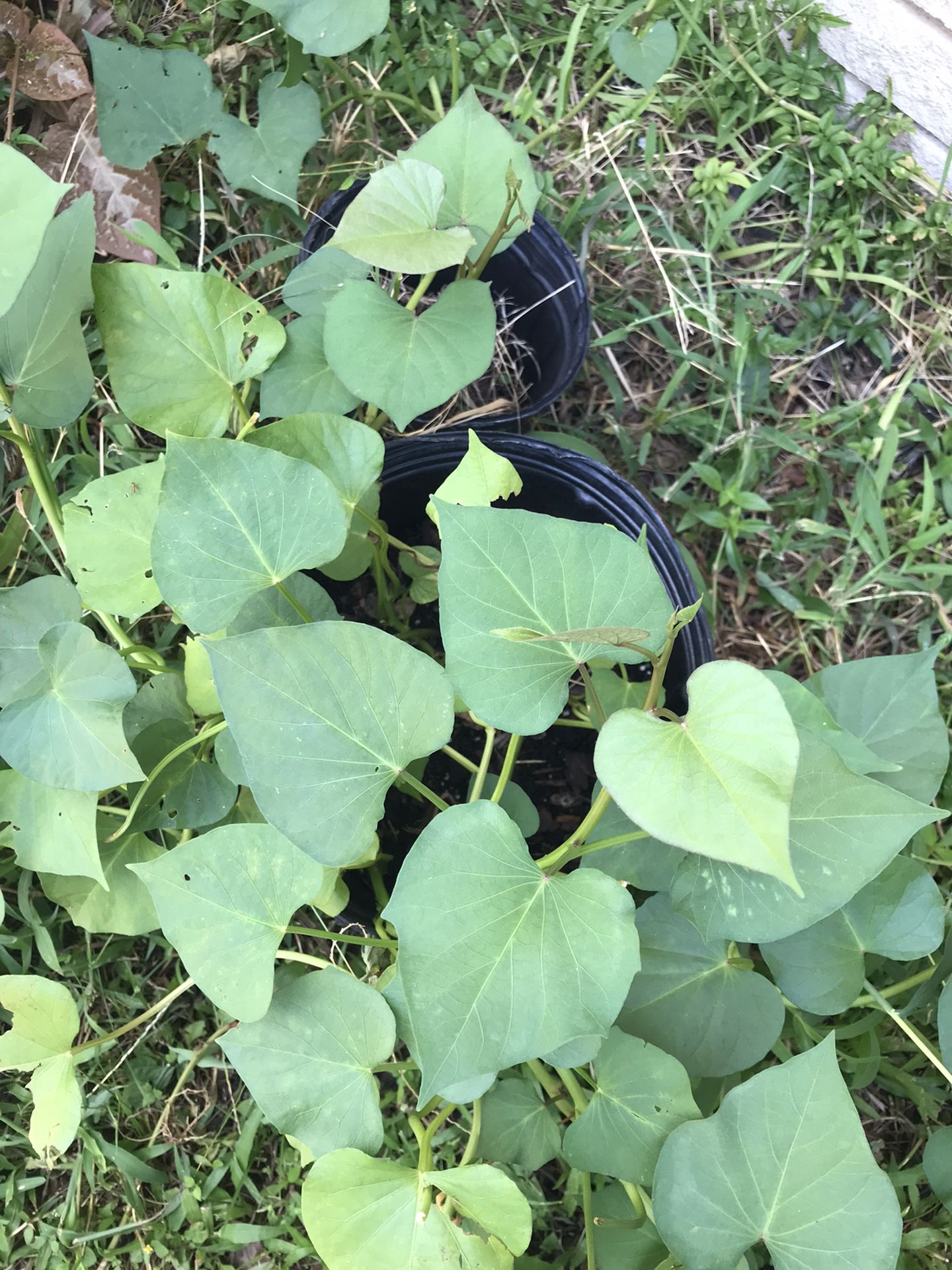 Sweet Potato Vine In 2 Gallon Pot Grow To Gather Sweet Potatoe