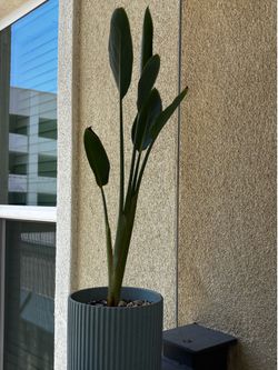Plants for Sale!
