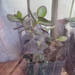 Jade Plants