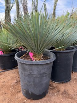 Yucca rostrata