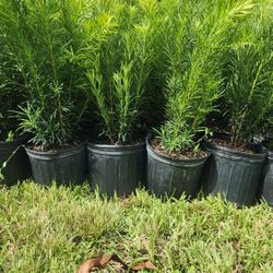 Beautiful Podocarpus Plants For Inmediate Privacy!!! About  3 Feet Tall 