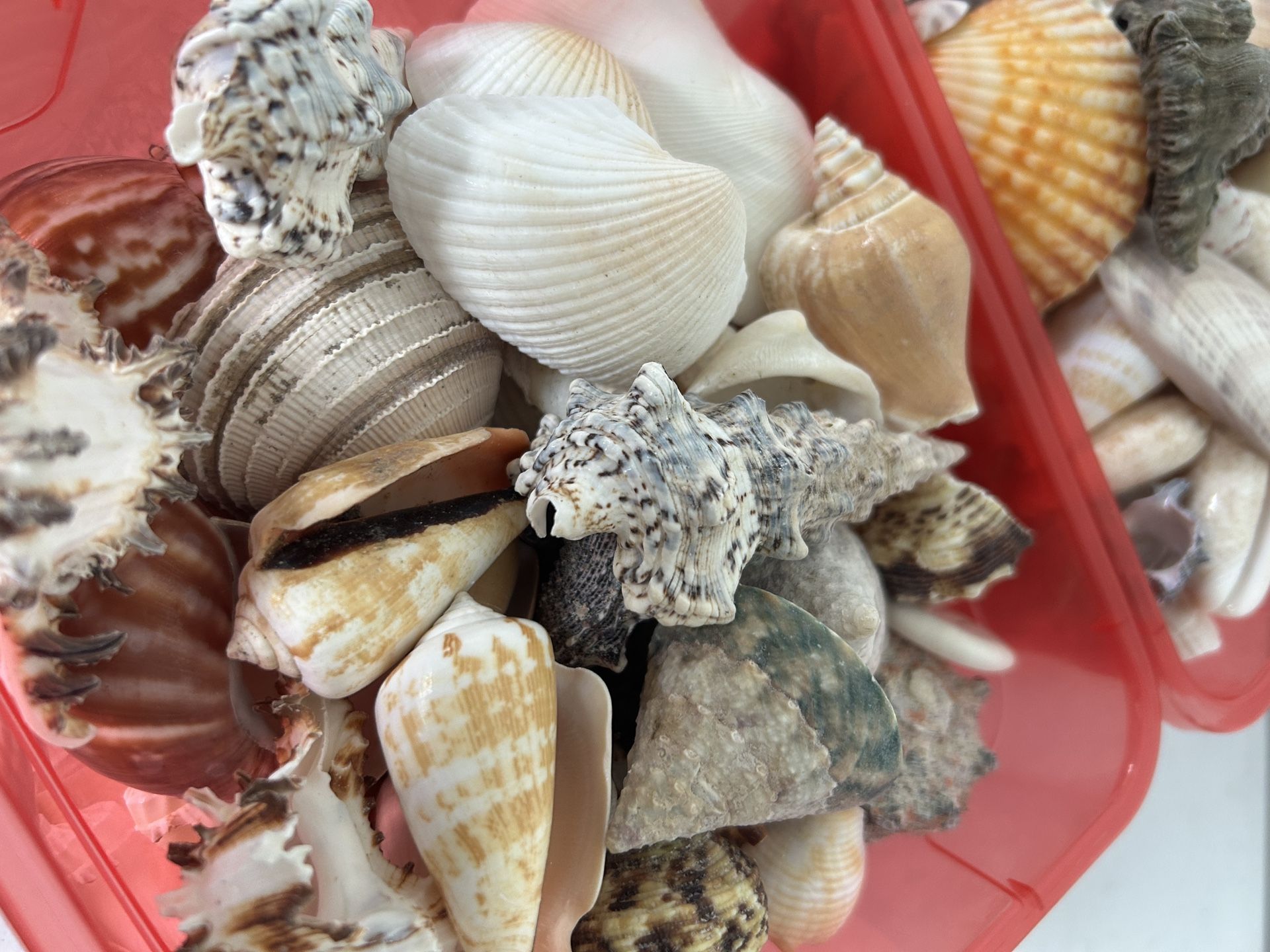 Box Of Mixed Natural Sea Shells