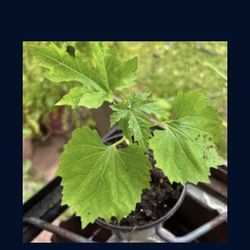 3x Bitter Mellon Seedling Plants Producing Hundreds Of Fruits Free Black Eyed Susan Plant 