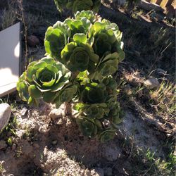 Succulent 