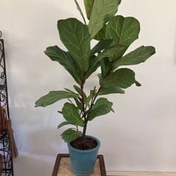 Fiddle leaf fig with Ceramic Pot