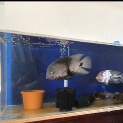 Fish Tank Aquarium Decor