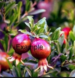Pomegranate Tree/Árbol De Gradas
