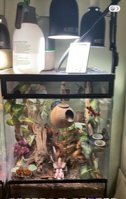 Reptile tanks