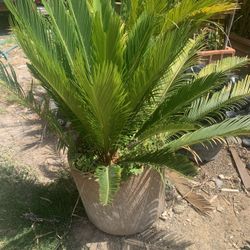 Sago Palms