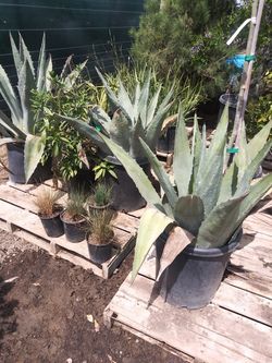 Plants make offer need gone asap