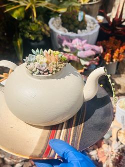 Beautiful succulents in tea pot planter