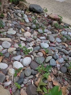 Smooth river rocks