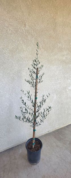 🌿🕊 Fruitless Olive Tree🕊🌿