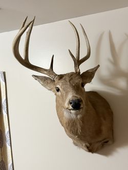 7 Point Ohio Buck Mount!! Tagged