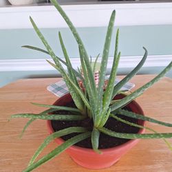 Aloe Vera Plants(Tabletop Container)