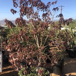 Euphorbia Caribbean Copper Tree