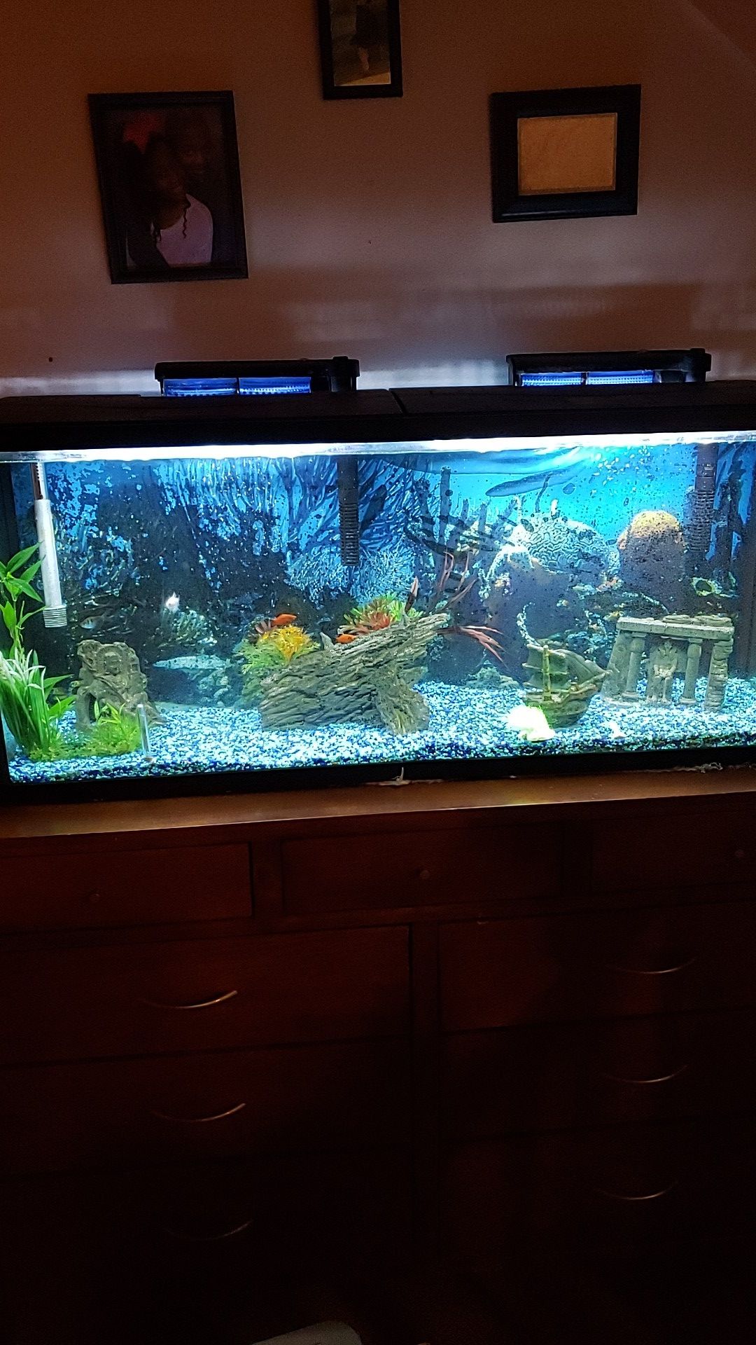 80 Gal Fish Tank with fish, rocks and two filter systems