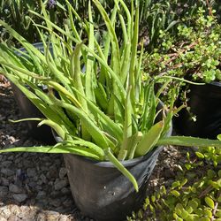 Aloe Vera Succulent Pups