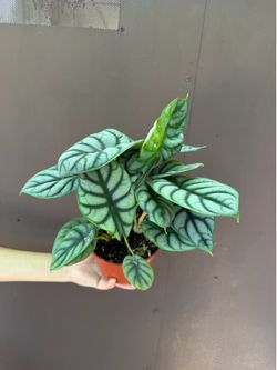 6” Alocasia silver dragon