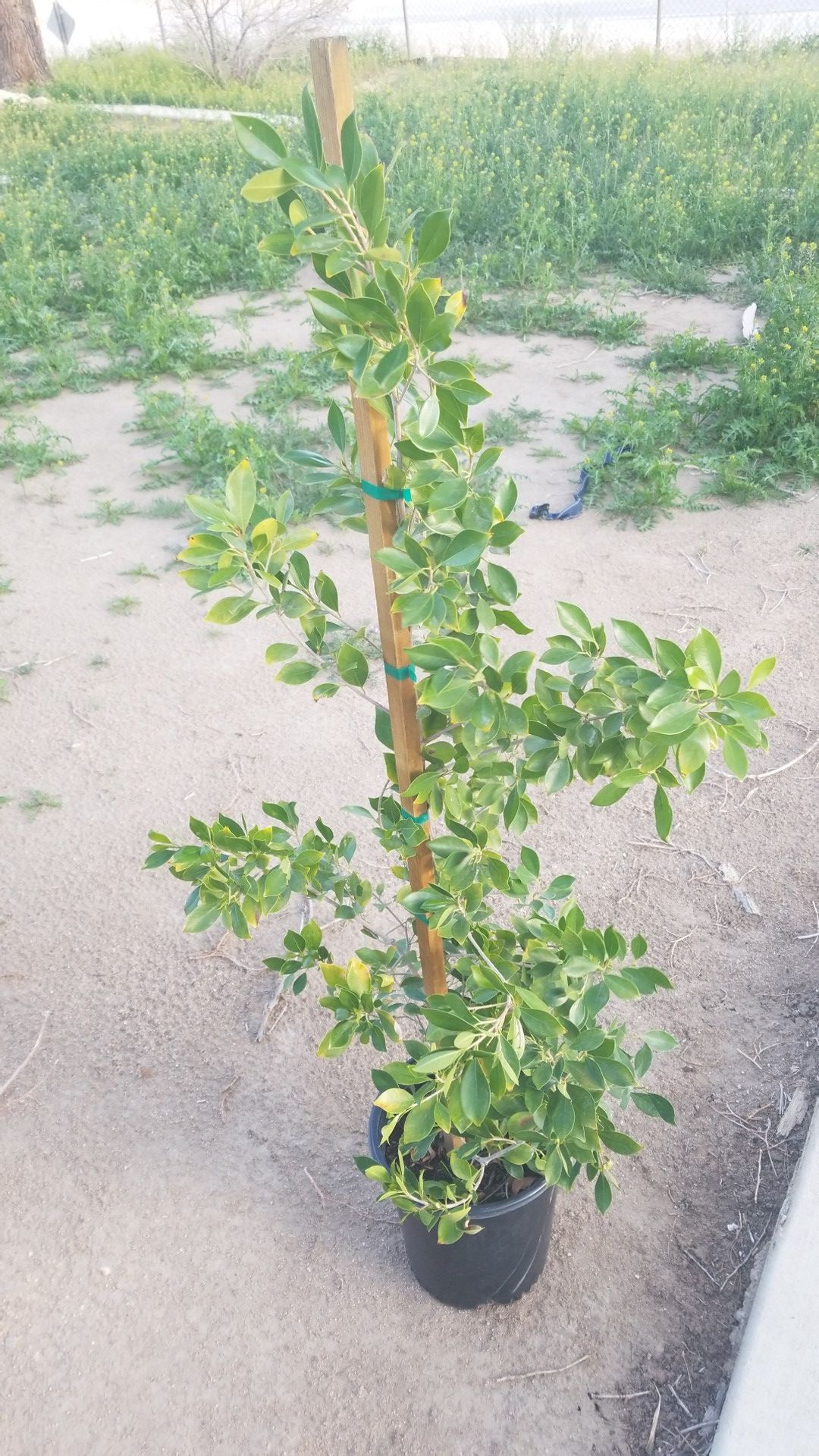 Arbol laurel de la india. (Arbol de sombra)