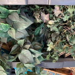 Decorative Greenery