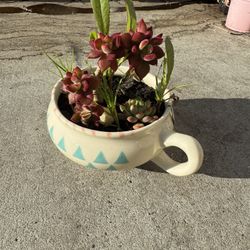 Colorful Succulent